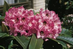 Rhododendron `Dominik`, Rhododendron calophytum `Dominik`
