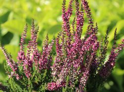 Besenheide / Sommerheide 'Amethyst' -S-, -Neuheit-, 10-15 cm, Containerware