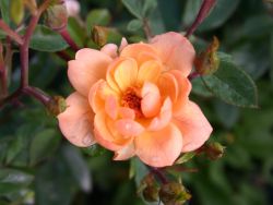 Zwergrose `Sun Tan` �, Rosa `Sun Tan` �, Containerrosen
