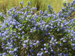 S�ckelblume 'Victoria' - Ceanothus impressus 'Victoria'