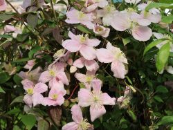Clematis 'New Dawn' - Clematis montana 'New Dawn'
