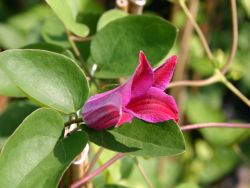 Clematis `Sir Trevor Lawrence`, 60-100 cm, Containerware Clematis `Sir Trevor Lawrence`, 60-100 cm, Containerware