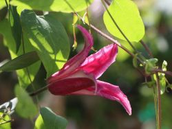Clematis 'Princess of Wales', 'Princess Diana', 60-100 cm, Containerware