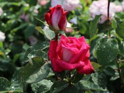 Edelrose `Acapella` ®, Rosa `Acapella` ®