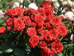 Zwergrose `Orange Babyflor` �, Rosa `Orange Babyflor` �, Containerrosen