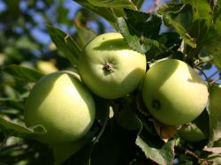 Winterapfel `Weißer Rosmarinapfel`