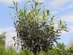 Olivenbaum - Olea europaea