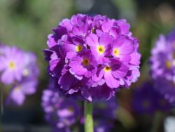 Kugel-Primel, blauviolett - Primula denticulata, blauviolett