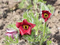 Rotblühende Garten-Küchenschelle `Röde Klokke`
