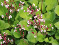 Porzellanbl�mchen - Saxifraga x urbium