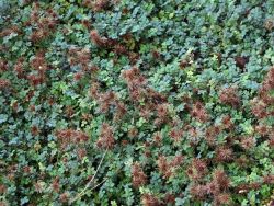 Blaugr�nes Stacheln�sschen - Acaena buchananii