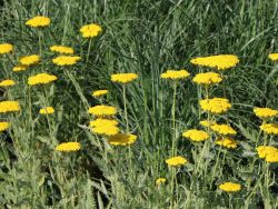 Hohe Goldgarbe 'Coronation Gold' - Achillea filipendulina 'Coronation Gold'