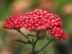 Garten-Schafgarbe 'Paprika' - Achillea millefolium 'Paprika'