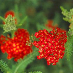 Garten-Schafgarbe `Cerise Queen`, Achillea millefolium `Cerise Queen`