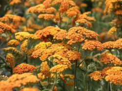 Garten-Schafgarbe `Terracotta`, Achillea Millef.-Hybr.`Terracotta`, Topfballen