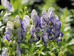 Garten-Eisenhut, Aconitum x cammarum `Bicolor`, Topfballen