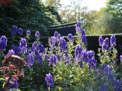 Herbst-Eisenhut 'Arendsii' - Aconitum carmichaelii 'Arendsii'