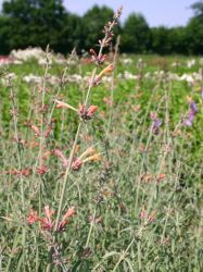 Rotbl�hende Duftnessel - Agastache barberi 'Firebird'