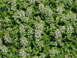Wei�bl�hender G�nsel - Ajuga reptans 'Alba'