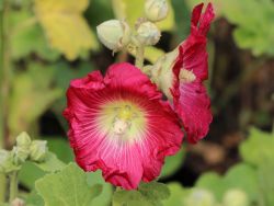 Baumschule Horstmann: Feigenblättrige Stockrose, Alcea ficifolia, Topfballen
