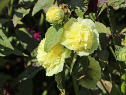 Baumschule Horstmann: Gefüllte Stockrose gelb, Alcea rosea Pleniflora gelb, Topfballen