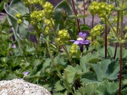 Zwergiger Frauenmantel - Alchemilla erythropoda