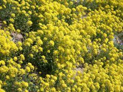 Felsen-Steinkraut 'Compactum' - Alyssum saxatile 'Compactum'