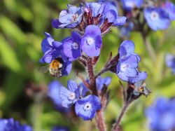 Gro�e Ochsenzunge 'Loddon Royalist' - Anchusa azurea 'Loddon Royalist'