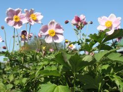 Baumschule Horstmann: China-Herbst-Anemone September Charme, Anemone hupehensis September Charme