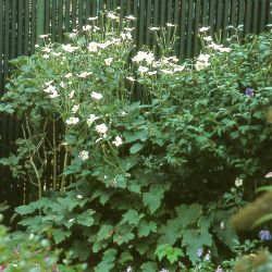 Baumschule Horstmann: Garten-Herbst-Anemone Honorine Jobert, Anemone japonica Honorine Jobert