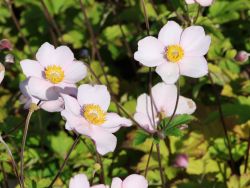 Baumschule Horstmann: Garten-Herbst-Anemone Robustissima, Anemone tomentosa Robustissima