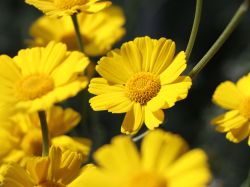 Silbrige Berg-Kamille, Anthemis marschalliana, Topfballen