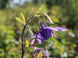 Alpen-Akelei, Aquilegia alpina, Topfballen