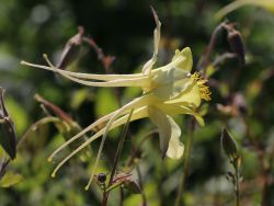 Langspornige Akelei, Aquilegia chrysantha, Topfballen