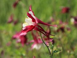 Langspornige Beet-Akelei `Crimson Star`, Aquilegia caerulea `Crimson Star`