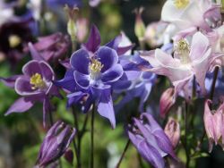 Langspornige Garten-Akelei `McKana`, Aquilegia caerulea `McKana`, Topfballen