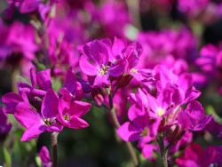 Wimpernblättrige Gänsekresse, Arabis blepharophylla, Topfballen