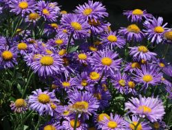 Fr�hlingsaster / Alpen-Aster - Aster alpinus