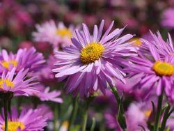 Baumschule Horstmann: Alpen-Aster, Aster alpinus Happy End, Topfballen