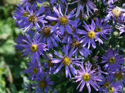 Berg Aster - Aster amellus
