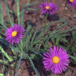 Baumschule Horstmann: Sommer-Aster, Aster amellus, Topfballen