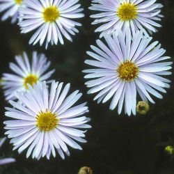 Baumschule Horstmann: Kissen-Aster Apollo, Aster dumosus Apollo, Topfballen