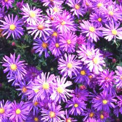 Baumschule Horstmann: Kissen-Aster Blaue Lagune, Aster dumosus Blaue Lagune, Topfballen
