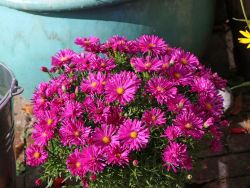 Kissen Aster / Herbstaster - Aster dumosus 'Jenny'