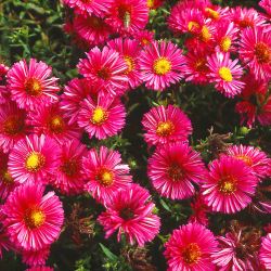 Baumschule Horstmann: Kissen-Aster Jenny, Aster dumosus Jenny, Topfballen