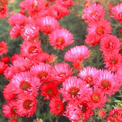 Baumschule Horstmann: Rauhblatt-Aster Alma Pötschke, Aster novae-angliae Alma Pötschke, Topfballen