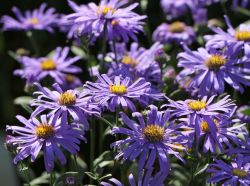 Glattblatt Aster / Herbstaster - Aster novi-belgii 'Dauerblau'