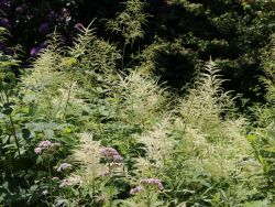 Baumschule Horstmann: Arends-Prachtspiere Brautschleier, Astilbe x arendsii Brautschleier