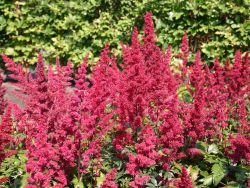 Arends Prachtspiere - Astilbe x arendsii 'Fanal'