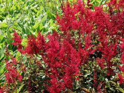 Baumschule Horstmann: Garten-Prachtspiere Red Sentinel, Astilbe japonica Red Sentinel, Topfballen